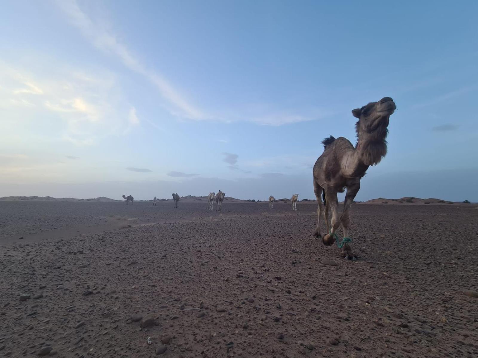 Hotel Dar Sidi Bounou M'Hamid Exteriér fotografie